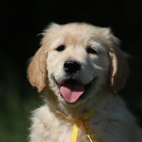 Butterfl 'highland - Chiot disponible  - Golden Retriever