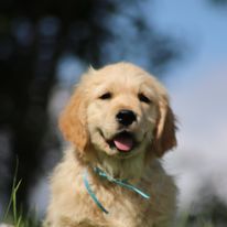 Butterfl 'highland - Chiot disponible  - Golden Retriever