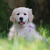 Butterfl 'highland - Chiot disponible  - Golden Retriever