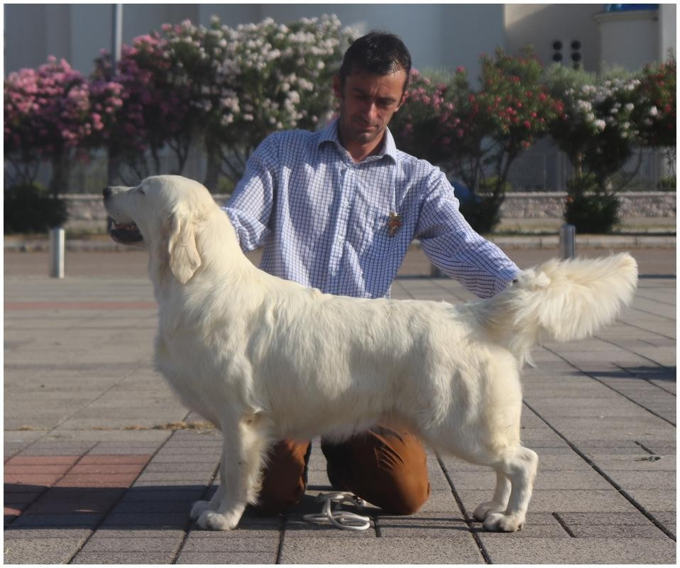 CH. Butterfl 'highland Prete-Moi ta plume