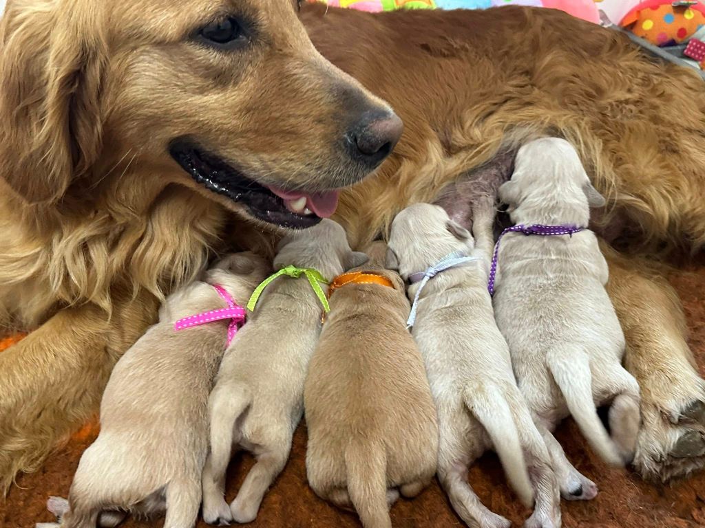 Butterfl 'highland - Chiots disponibles - Golden Retriever