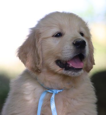 Butterfl 'highland - Chiots disponibles - Golden Retriever