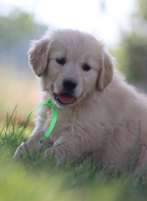Butterfl 'highland - Chiots disponibles - Golden Retriever
