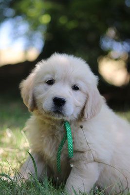 Butterfl 'highland - Chiots disponibles - Golden Retriever
