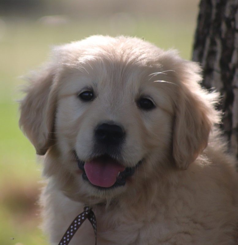 Butterfl 'highland - Chiots disponibles - Golden Retriever