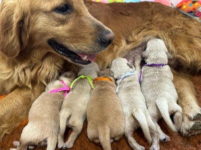 CHIOT 9