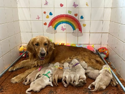 CHIOT 6