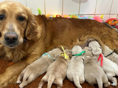CHIOT 5