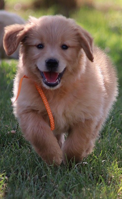 Butterfl 'highland - Chiots disponibles - Golden Retriever