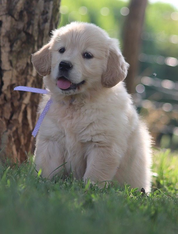 Butterfl 'highland - Chiots disponibles - Golden Retriever
