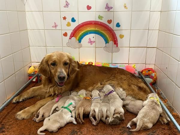 Butterfl 'highland - Chiots disponibles - Golden Retriever