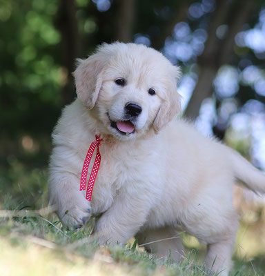 Butterfl 'highland - Chiots disponibles - Golden Retriever